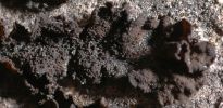 Collema fuscovirens